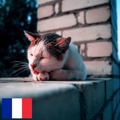 Ronronnement d'un Chat un Soir d'Eté