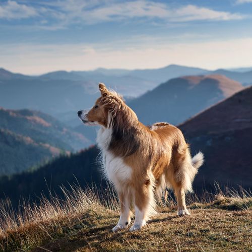 Días De Perros Con Guitarra Calmante