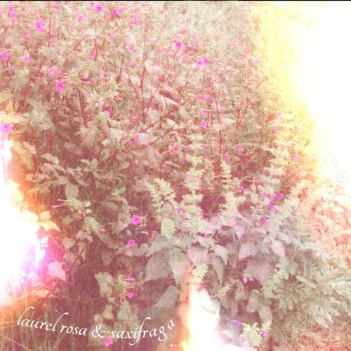 laurel rosa cover art