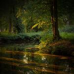Relax and Clear Negative Thoughts with Forest Pond Sounds
