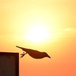 Jeele