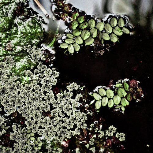 Forest People cover art