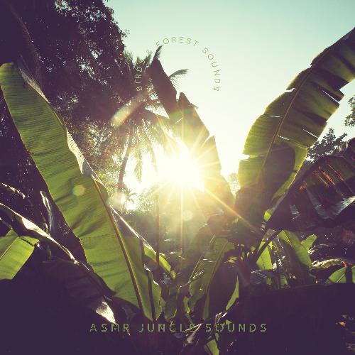 Calming Rainforest Sounds cover art