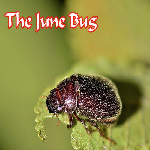 The June Bug_poster_image