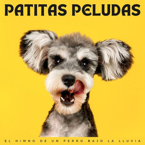 Patitas Peludas: El Himno De Un Perro Bajo La Lluvia_poster_image