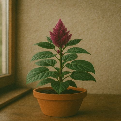 Amaranth cover art