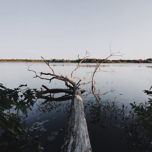 Distant