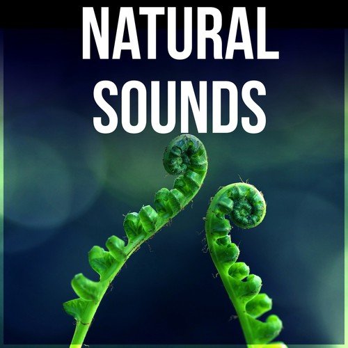 Natural Sounds - Time for Study, Effective Working Music, Mental Inspiration, Focus on Learning