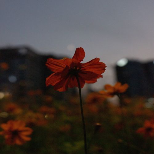 Scent that I miss