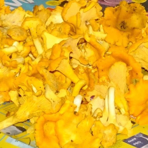 Glassy Plants' Valley