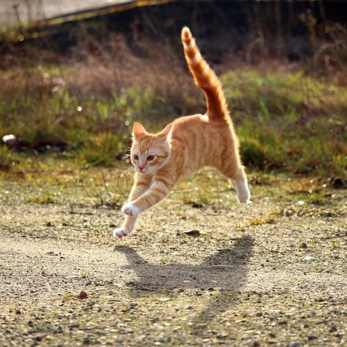 고양이 음악 모음 1