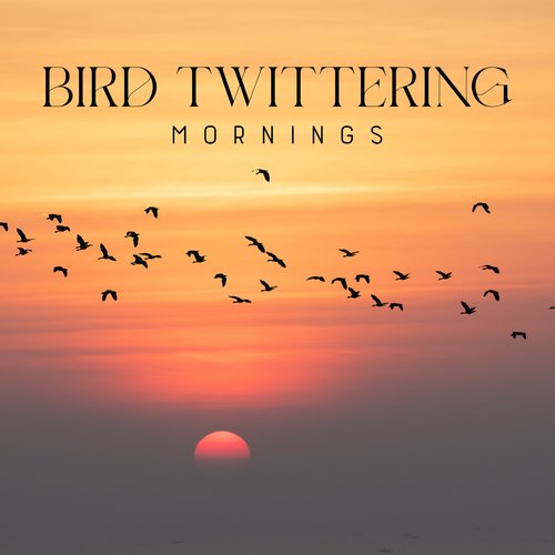 ASMR Bird: Eagles and Hawks