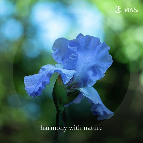 healing forest (Meditation Edit) cover art
