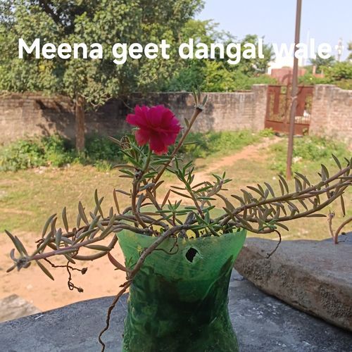 Meena geet dangal wale