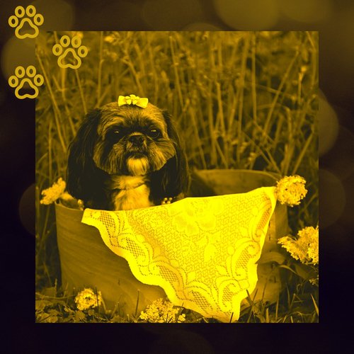 Deluxe Music for Calming Puppies cover art