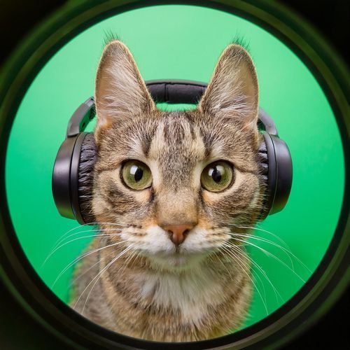 Relajación Lofi Para Gatos: Música Para La Calma