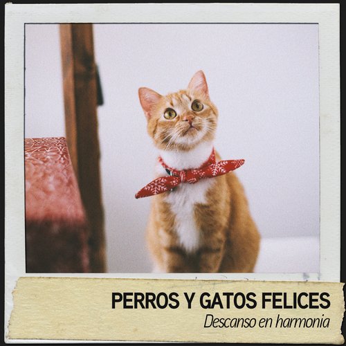 Música relajante para perros cover art