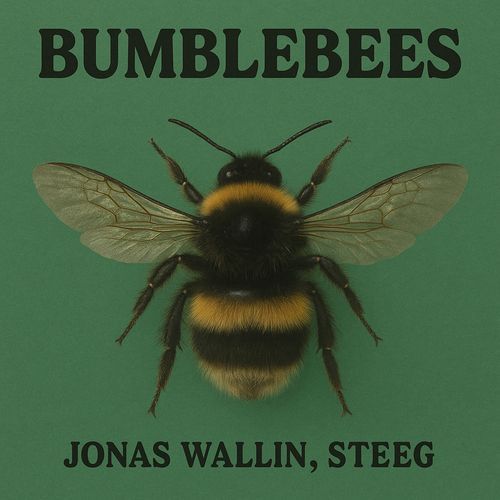 Bumblebees