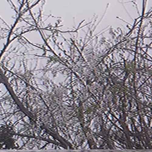 Pieles cover art