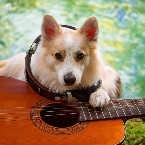 Guitar Puppy Moments