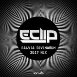 Salvia Divinorum