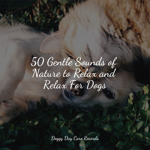 50 Gentle Sounds of Nature to Relax and Relax For Dogs