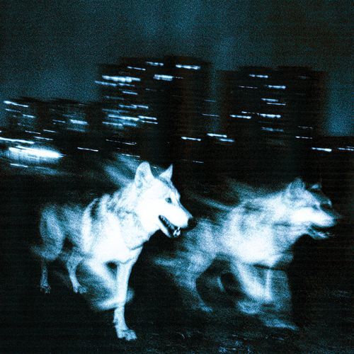 Les bases cover art