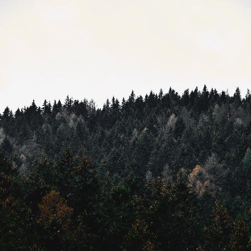 Golden Tranquility cover art