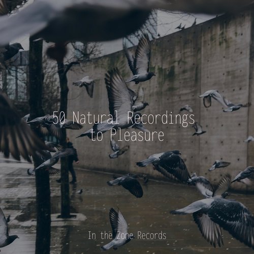 Serene Soundscapes cover art