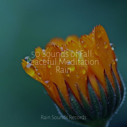 50 Sounds of Fall: Peaceful Meditation Rain