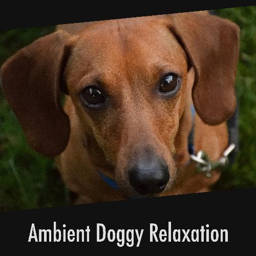 Dog Experience cover art