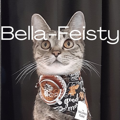 Bella-Feisty_poster_image