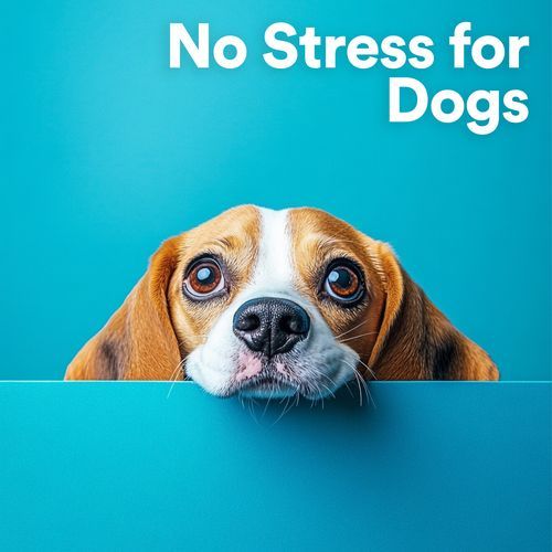 No Stress for Dogs