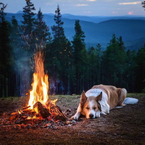 Guitarra Para Perros: Tonos Relajantes