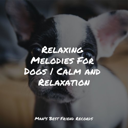 Relaxing Melodies For Dogs | Calm and Relaxation