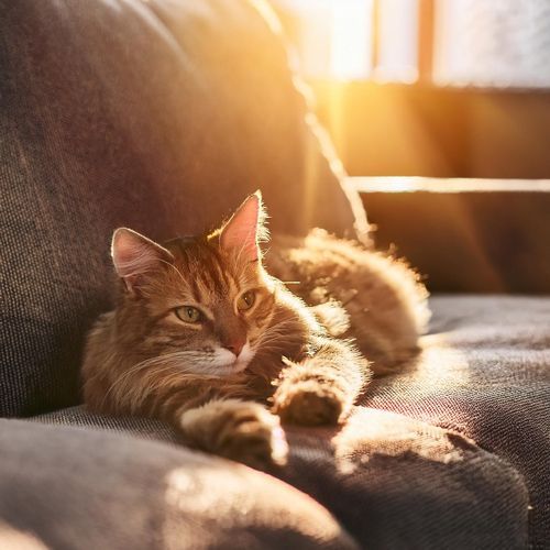 Cuerdas Para Gatos En Reposo