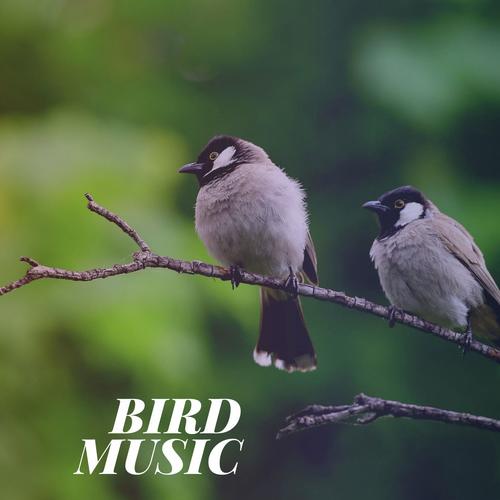 Bird Music_poster_image