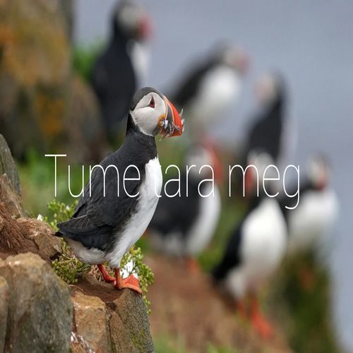 Tune tara meg