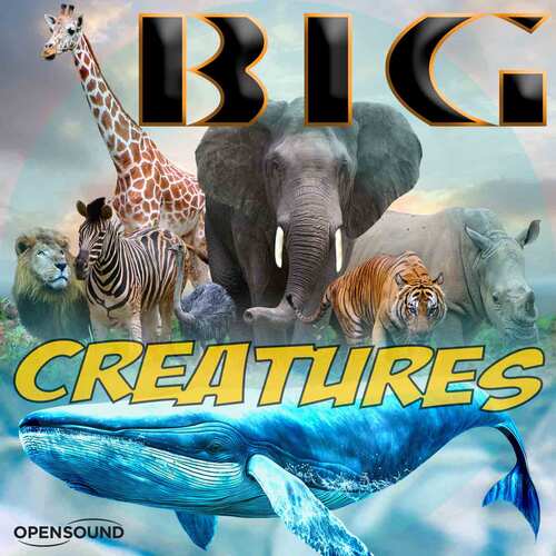 Whales cover art