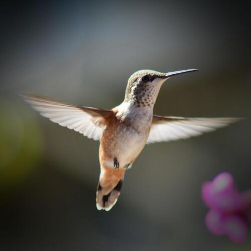 Peaceful Sound of Bird Singing for Anxiety Relief and Relaxation_poster_image