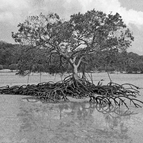 Cape Tribulation Rainforest