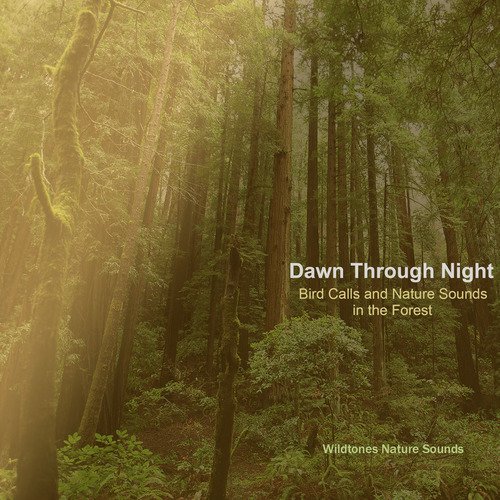 Dawn Through Night: Bird Calls and Nature Sounds in the Forest_poster_image