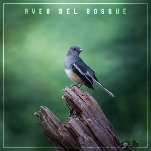 Aves del Bosque: Sonidos de la Naturaleza para la Relajación, la Meditación y el Sueño