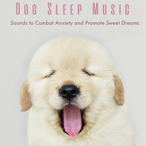 Pet Music Therapy