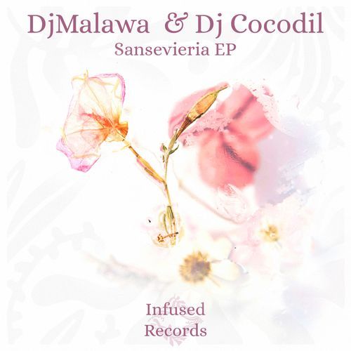Sansevieria cover art