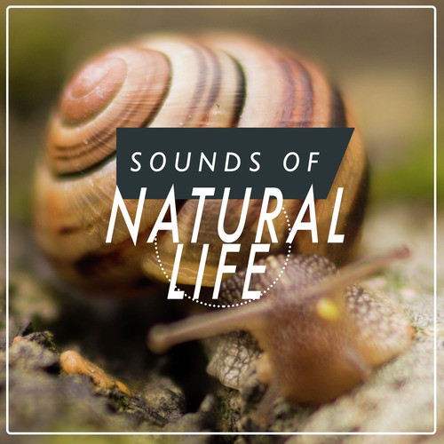Sounds of Natural Life