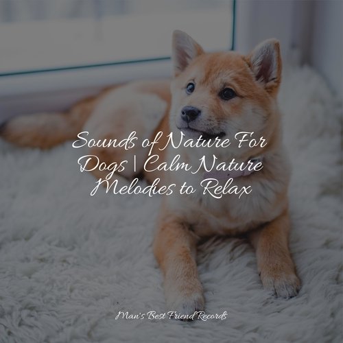 Sounds of Nature For Dogs | Calm Nature Melodies to Relax