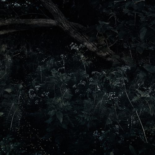 Laura Palmer's Theme