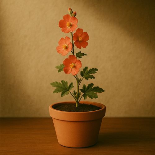 Sphaeralcea cover art