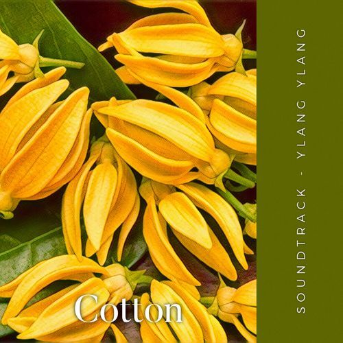 Ylang Ylang cover art